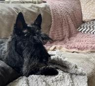 Bbes scottish terrier lof