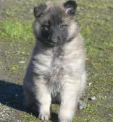 Chiots berger belge tervueren lof