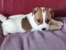 Superbe bbs jack russell au lof excellent pedigree