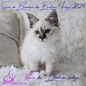 Chatons sacr de birmanie loof disponibles