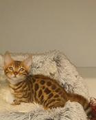 Vente de chatons bengals loof