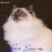 Chatons sacr de birmanie loof disponibles