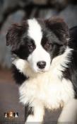 Chiots border collie lof