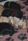 Chiots labrador retriever lof noirs et sables