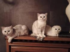 Chatons  scottish fold et straight