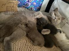 Chatons british shorthair loof