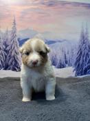 Trs beaux chiots bergers australiens