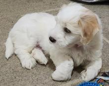 A adopter magnifiques chiots coton de tular