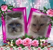 Chatons sacr de birmanie loof