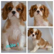 Bbs cavalier king charles lof