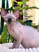 Chaton sphynx mle loof couleur chocolat point yeux bleu (paco)