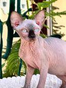 Chaton sphynx mle loof couleur chocolat point yeux bleu (pepito)