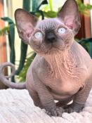 Chaton sphynx mle loof couleur chocolat point yeux bleu (picasso)