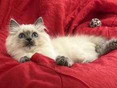 Ragdolls femelles disponibles