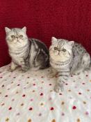 Exotic shorthair  loof : sant et 'pot de colle' garantie