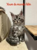 Chatons mles black silver blotched tabby