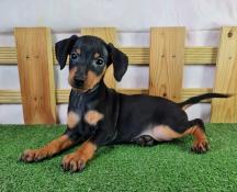 Chiot pinscher nain lof