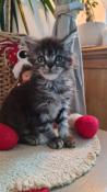 Chaton femelle maine coon