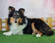 Chiots berger des shetlands lof