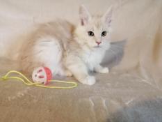 Jolies  chatonnes  maine coon ( entires )