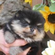 Chiots spitz nain pomeranians