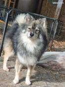 Saillie apparence pomsky f3