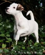 Jack russell adulte