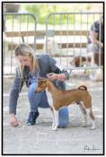 Jolis petits basenji  retenir