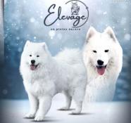 Chiots samoyedes lof - prestigieuses origines - hautes lignes sibrie