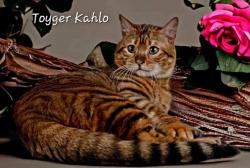 Saillie extrieure toyger