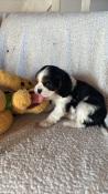 Bebe cavalier king charles