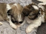 Chiots shih tzu  adopter