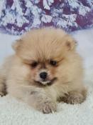 Chiots spitz allemand nain