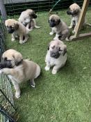 Superbe chiots kangal