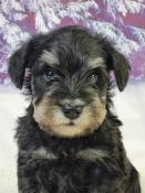 Chiots schnauzer nain lof