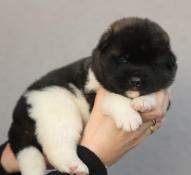 Chiots akita americain lof, superbes lignees