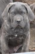 Chiot cane corso