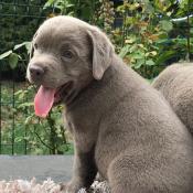 Trs rare chiots d'apparence labrador silver