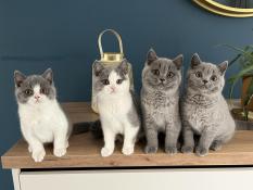 Chaton british shorthair loof