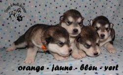 Chiots malamute d'alaska lof - parents tests et prims!