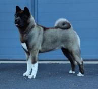 Femelle akita amricain