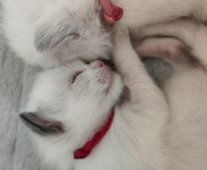 Chaton femelle ragdoll