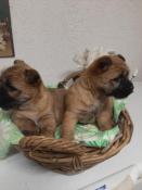 Super chiots d'apparence cairn terrier