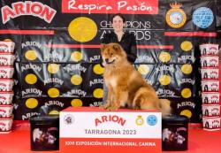 Adorables chiots eurasier mle cherchent leur famille pour la vie !