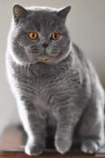 British shorthair loof