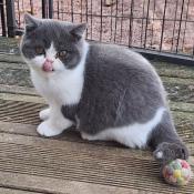 British shorthair loof