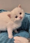 Chatons ragdoll loof