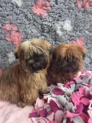 Apparence shih tzu mle & femelle disponibles petit modele