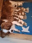 Vend chiot cavalier king charles blenheim