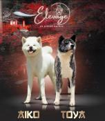 Chiots akita inu lof-prestigieuses origines - hautes lignes japonaise